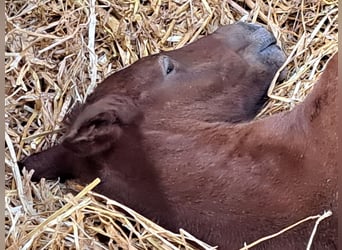 Hannoveranare, Hingst, Föl (04/2023), 170 cm, Kan vara vit
