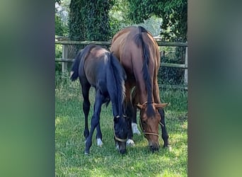 Hannoveranare, Hingst, Föl (03/2023), 170 cm, Kan vara vit