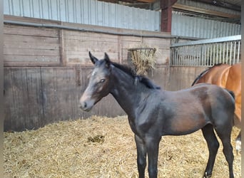 Hannoveranare, Hingst, Föl (03/2023), 170 cm, Kan vara vit