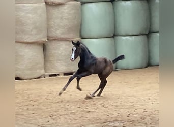 Hannoveranare, Hingst, Föl (03/2024), 170 cm, Kan vara vit