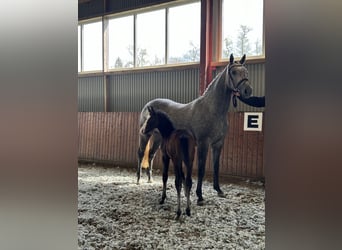 Hannoveranare, Hingst, Föl (03/2024), 170 cm, Kan vara vit