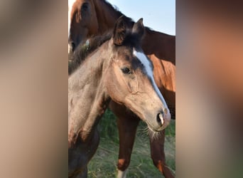 Hannoveranare, Hingst, Föl (03/2024), 170 cm, Kan vara vit