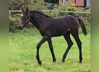 Hannoveranare, Hingst, Föl (05/2024), 170 cm, Mörkbrun