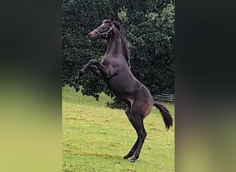 Hannoveranare, Hingst, Föl (05/2024), 170 cm, Mörkbrun