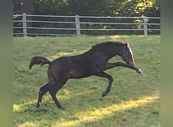 Hannoveranare, Hingst, Föl (05/2024), 170 cm, Mörkbrun