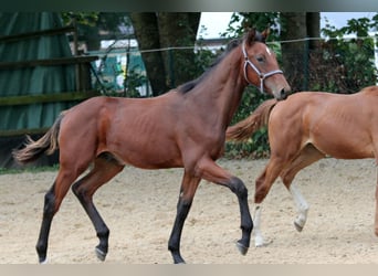 Hannoveranare, Hingst, Föl (02/2024), 172 cm, Brun