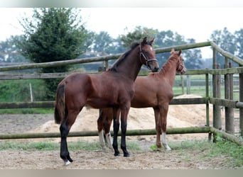 Hannoveranare, Hingst, Föl (02/2024), 172 cm, Brun