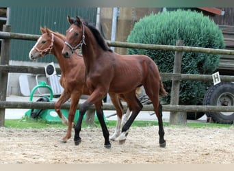 Hannoveranare, Hingst, Föl (02/2024), 172 cm, Brun