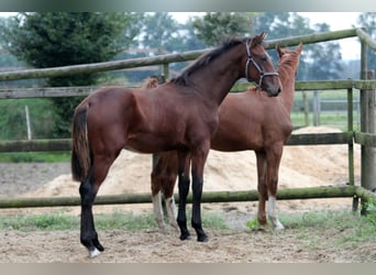 Hannoveranare, Hingst, Föl (02/2024), 172 cm, Brun