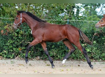 Hannoveranare, Hingst, Föl (02/2024), 172 cm, Brun