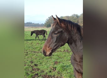 Hannoveranare, Hingst, Föl (03/2024), 172 cm, Mörkbrun