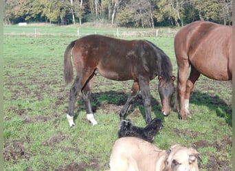 Hannoveranare, Hingst, Föl (03/2024), 172 cm, Mörkbrun