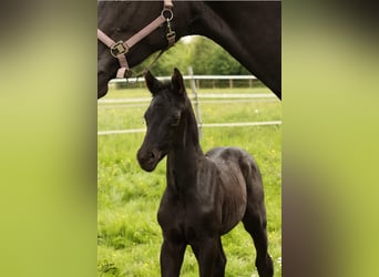 Hannoveranare, Hingst, Föl (04/2024), 172 cm, Svart