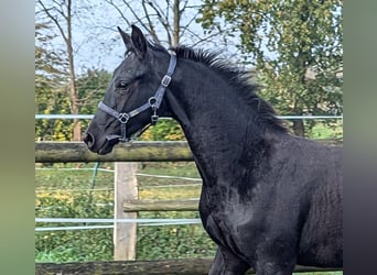 Hannoveranare, Hingst, Föl (04/2024), 172 cm, Svart