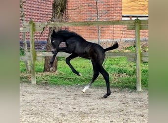 Hannoveranare, Hingst, Föl (03/2024), 174 cm, Grå