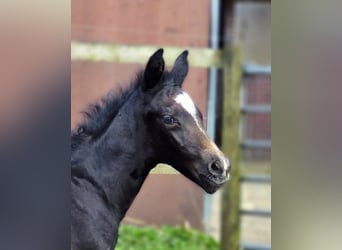 Hannoveranare, Hingst, Föl (03/2024), 174 cm, Grå