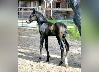 Hannoveranare, Hingst, Föl (03/2024), 174 cm, Grå