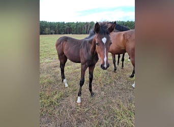 Hannoveranare, Hingst, Föl (04/2024), 174 cm, Mörkbrun