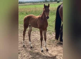 Hannoveranare, Hingst, Föl (06/2024), Brun