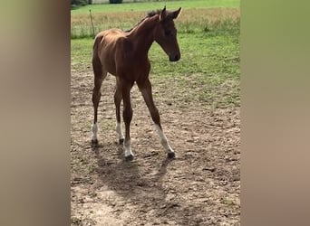 Hannoveranare, Hingst, Föl (06/2024), Brun