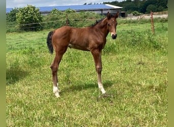 Hannoveranare, Hingst, Föl (06/2024), Brun