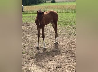 Hannoveranare, Hingst, Föl (06/2024), Brun