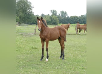 Hannoveranare, Hingst, Föl (04/2024), Brun