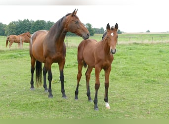 Hannoveranare, Hingst, Föl (04/2024), Brun