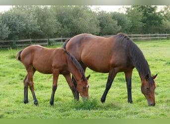 Hannoveranare, Hingst, Föl (04/2024), Brun