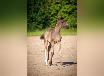 Hannoveranare, Hingst, Föl (01/2024), Brun