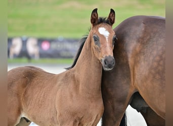 Hannoveranare, Hingst, Föl (05/2024), Brun