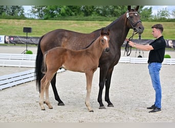 Hannoveranare, Hingst, Föl (05/2024), Brun