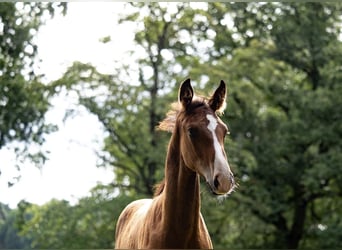 Hannoveranare, Hingst, Föl (05/2024), Brun