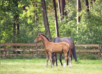 Hannoveranare, Hingst, Föl (05/2024), Brun