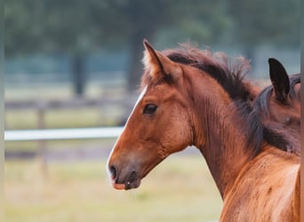 Hannoveranare, Hingst, Föl (05/2024), Brun