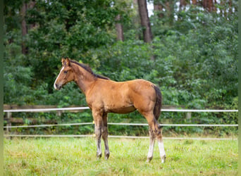 Hannoveranare, Hingst, Föl (05/2024), Brun