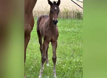 Hannoveranare, Hingst, Föl (05/2024), Brun