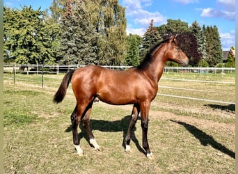 Hannoveranare, Hingst, Föl (04/2024), Brun