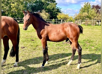 Hannoveranare, Hingst, Föl (04/2024), Brun