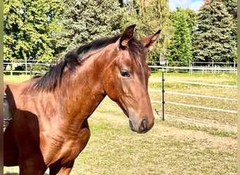 Hannoveranare, Hingst, Föl (04/2024), Brun