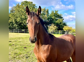 Hannoveranare, Hingst, Föl (04/2024), Brun