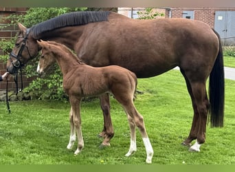 Hannoveranare, Hingst, Föl (04/2024), Fux