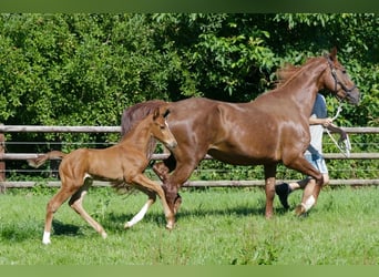 Hannoveranare, Hingst, Föl (06/2024), fux