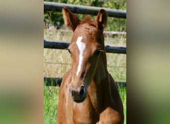 Hannoveranare, Hingst, Föl (06/2024), fux