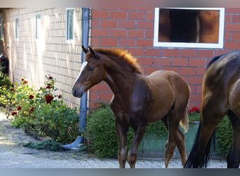 Hannoveraner, Hengst, Fohlen (03/2024), Fuchs