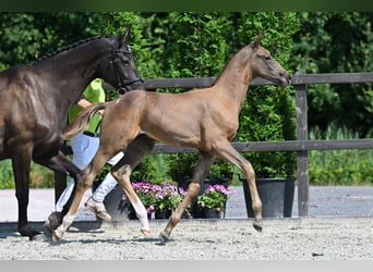 Hannoveranare, Hingst, Föl (05/2024), Grå-röd-brun