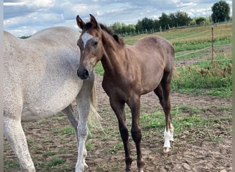 Hannoveranare, Hingst, Föl (03/2023), Grå-röd-brun