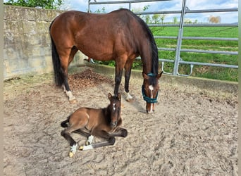 Hannoveranare, Hingst, Föl (04/2024), Kan vara vit