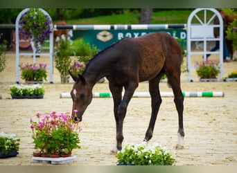 Hannoveranare, Hingst, Föl (03/2024), Kan vara vit