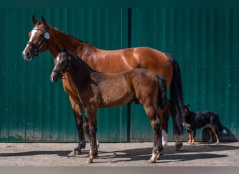 Hannoveranare, Hingst, Föl (03/2024), Kan vara vit